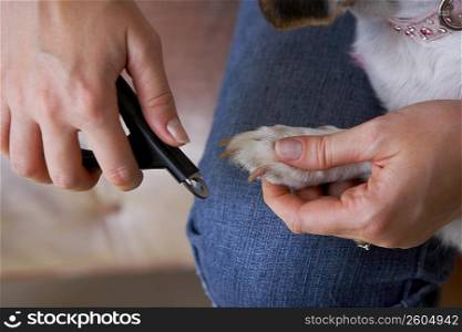 Close-up of a woman&acute;s hands cutting a Jack Russell Terrier&acute;s nails with nail clippers