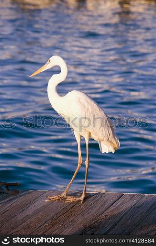 Close-up of a wood stork on a pier, Miami, Florida, USA