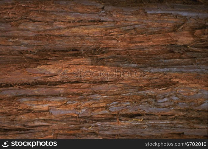 Close-up of a wooden surface