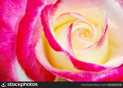 Close-up of a yellow and red rose in sunlight.