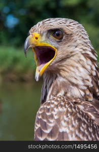 Close up of a Yellow-billed Kite (Milvus Aegyptius)