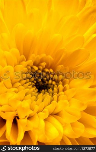 Close-up of a Yellow Chrysanthemum