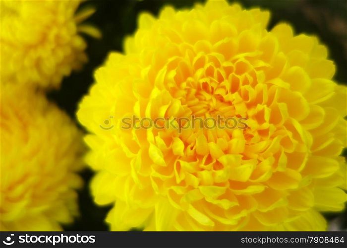 Close up of a yellow chrysanthemum in the garden. Yellow chrysanthemum