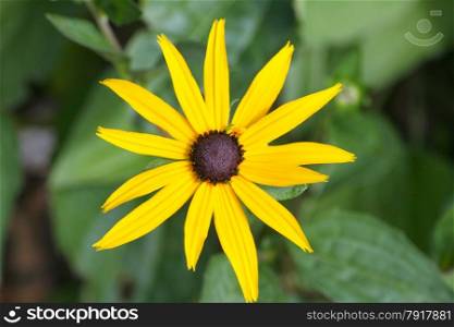 close up of a yellow flower blooming cone-flower (echinacea)