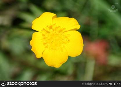 Close-up of a yellow-flowered buttercup