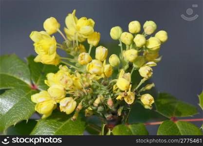 Close-up of a yellow-flowering Mahonia