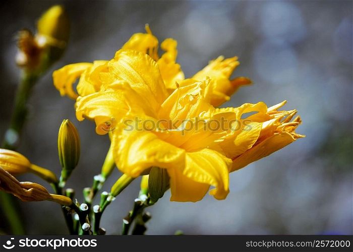 Close-up of a yellow lily, San Diego, California, USA
