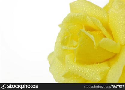 Close up of a yellow rose with dew drops on the petals. With copy space