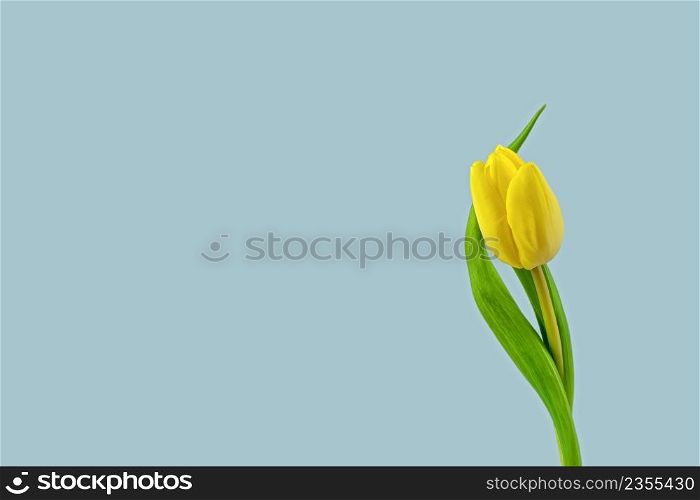 close up of a yellow tulip isolated on white