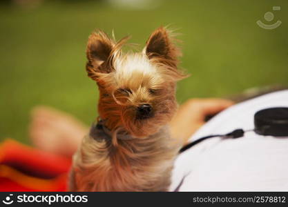 Close-up of a Yorkshire Terrier with its master