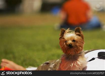 Close-up of a Yorkshire Terrier with its master