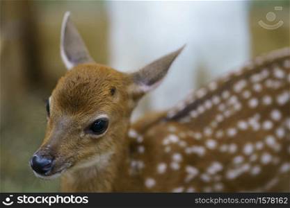 Close-up of a young deer, wildlife and animals.