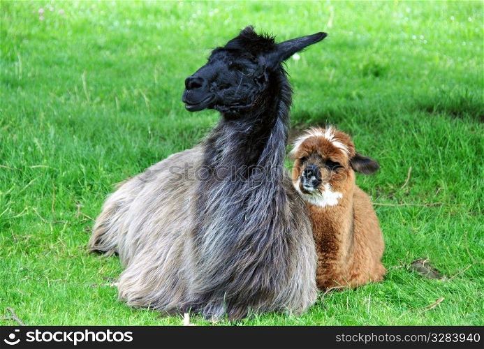 Close-up of a young domesticated alpaca (Vicugna pacos) with his mother.