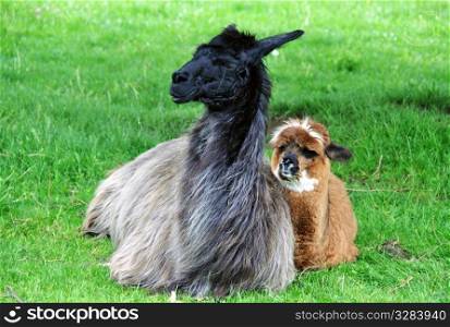 Close-up of a young domesticated alpaca (Vicugna pacos) with his mother.