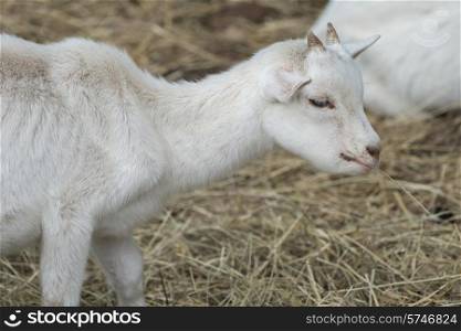 Close-up of a young goat, Charlottetown, Prince Edward Island, Canada
