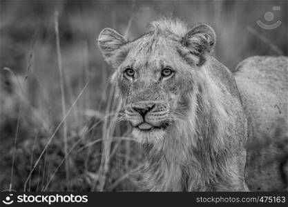 Close up of a young male Lion in the high grass in black and white in the Welgevonden game reserve, South Africa.