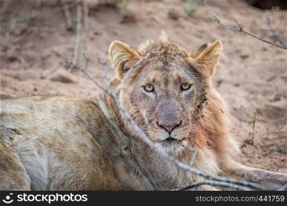 Close up of a young male Lion in the Kruger National Park, South Africa.