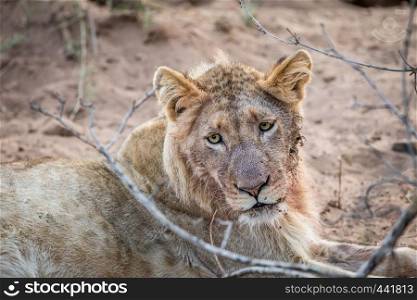 Close up of a young male Lion in the Kruger National Park, South Africa.