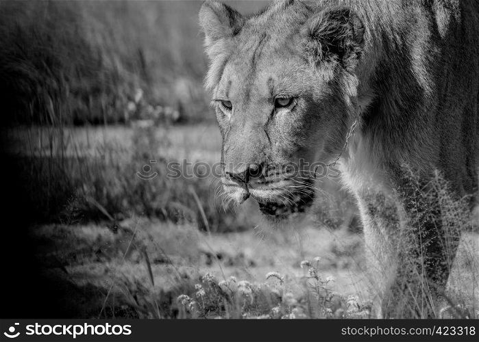 Close up of a young male Lion's face in black and white in the Central Khalahari, Botswana.