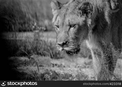 Close up of a young male Lion's face in black and white in the Central Khalahari, Botswana.