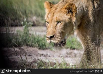 Close up of a young male Lion's face in the Central Khalahari, Botswana.