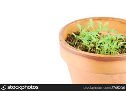 close-up of a young parsley plant on a terra cotta pot isolated on white background