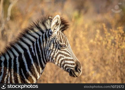 Close up of a young Zebra in the Welgevonden game reserve, South Africa.