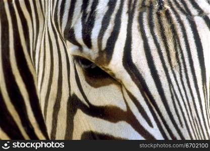 Close-up of a zebra&acute;s head