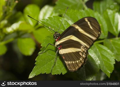 Close-up of a Zebra Longwing butterfly (Heliconius charitonius) on a leaf