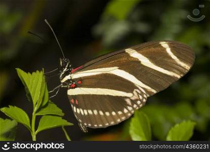 Close-up of a Zebra Longwing butterfly (Heliconius charitonius) perching on a leaf