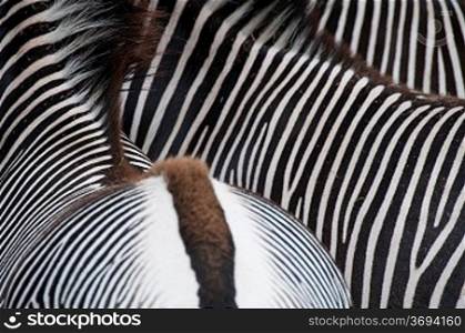 Close-up of a zebras bottom