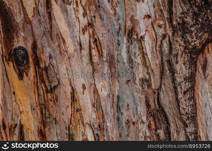 Close up of abstract colorful striped texture and pattern of eucalyptus tree.