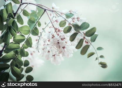 Close up of acacia blossom branch on blurred nature background