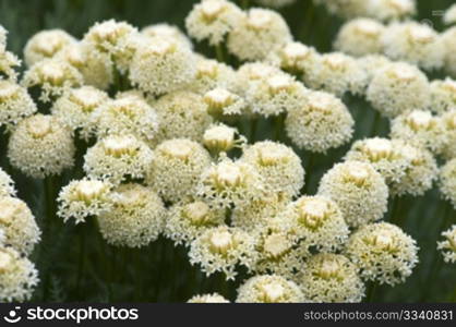 Close-up of Achillea (commonly known as Yarrow)