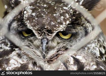 Close-up of Africa Spotted Eagle Owl Looking Through Fence