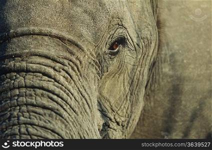 Close-up of African Elephant (Loxodonta africana), selective focus