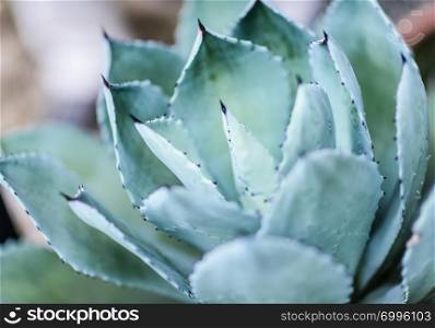 Close-up of agave leaves