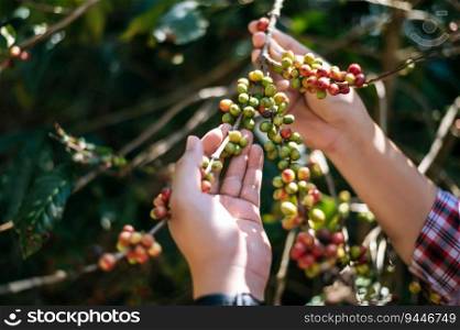 Close-up of agriculturist hands holding fresh arabica coffee berries in a coffee plantation. Farmer picking coffee bean in coffee process agriculture.