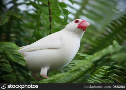 Close-up of albino (white) java sparrow bird perched on the fern branch in the greenhouse