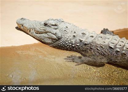 Close-up of Alligator coming out of river