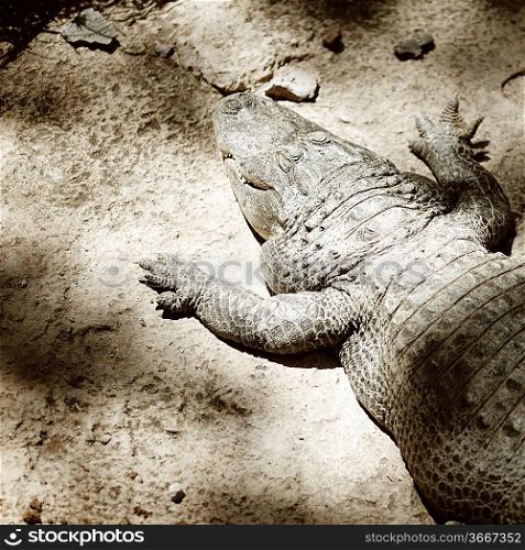 Close-up of Alligator on sand