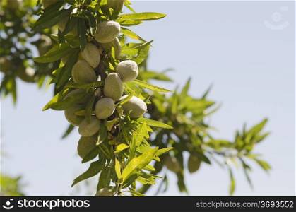 Close-up of Almonds on Tree