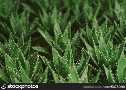 Close-Up Of Aloe