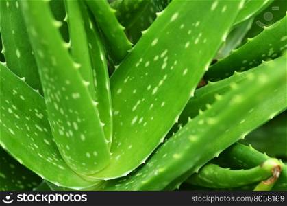Close up of aloe vera plant leaves