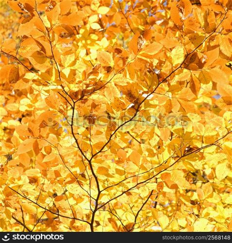 Close-up of American Beech tree branches covered with bright yellow Fall leaves.