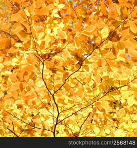 Close-up of American Beech tree branches covered with bright yellow Fall leaves.