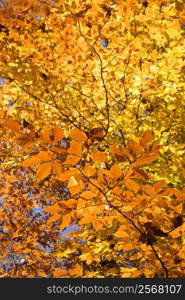 Close-up of American Beech tree branches covered with brightly colored Fall leaves.