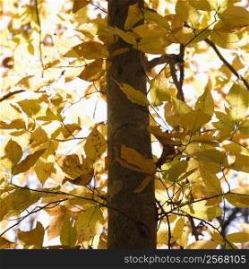 Close-up of American Beech tree branches covered with yellow Fall leaves.