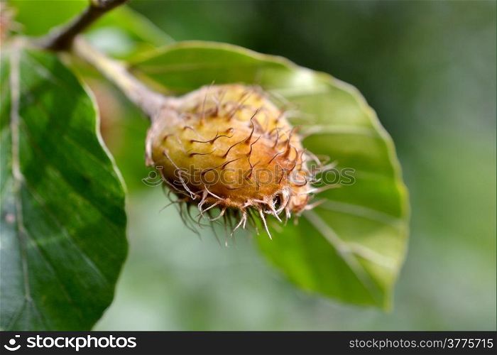 Close-up of an acorn on a branch of a weeping beech.