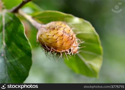 Close-up of an acorn on a branch of a weeping beech.